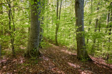 Yeşil kayın ormanının panoramik manzarası. Genç ve kudretli ağaç gövdelerinin arasından güneş ışığı. Çevre koruma, ekoloji, saf doğa, eko turizm. Idyllic manzara. İlkbahar, yazın başı
