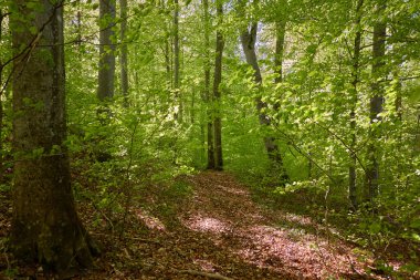 Yeşil kayın ormanının panoramik manzarası. Genç ve kudretli ağaç gövdelerinin arasından güneş ışığı. Çevre koruma, ekoloji, saf doğa, eko turizm. Idyllic manzara. İlkbahar, yazın başı