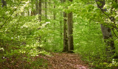 Yeşil kayın ormanının panoramik manzarası. Genç ve kudretli ağaç gövdelerinin arasından güneş ışığı. Çevre koruma, ekoloji, saf doğa, eko turizm. Idyllic manzara. İlkbahar, yazın başı