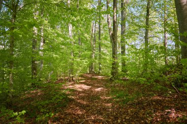 Yeşil kayın ormanının panoramik manzarası. Genç ve kudretli ağaç gövdelerinin arasından güneş ışığı. Çevre koruma, ekoloji, saf doğa, eko turizm. Idyllic manzara. İlkbahar, yazın başı