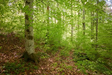 Yeşil kayın ormanının panoramik manzarası. Genç ve kudretli ağaç gövdelerinin arasından güneş ışığı. Çevre koruma, ekoloji, saf doğa, eko turizm. Idyllic manzara. İlkbahar, yazın başı