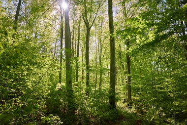 Yeşil kayın ormanının panoramik manzarası. Genç ve kudretli ağaç gövdelerinin arasından güneş ışığı. Çevre koruma, ekoloji, saf doğa, eko turizm. Idyllic manzara. İlkbahar, yazın başı