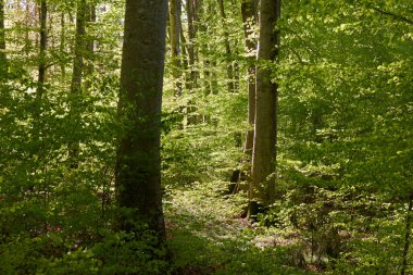 Yeşil kayın ormanının panoramik manzarası. Genç ve kudretli ağaç gövdelerinin arasından güneş ışığı. Çevre koruma, ekoloji, saf doğa, eko turizm. Idyllic manzara. İlkbahar, yazın başı