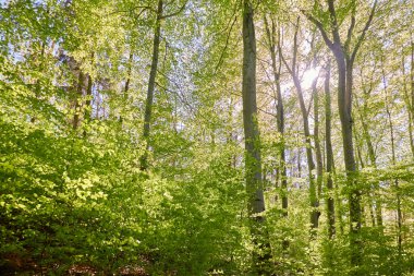 Yeşil kayın ormanının panoramik manzarası. Kudretli ağaçların arasından gün ışığı. İlkbahar, yazın başı. Çevresel koruma, ekoloji, saf doğa, eko-turizm. Idyllic manzara