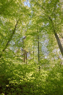 Yeşil kayın ormanının panoramik manzarası. Kudretli ağaçların arasından gün ışığı. İlkbahar, yazın başı. Çevresel koruma, ekoloji, saf doğa, eko-turizm. Idyllic manzara