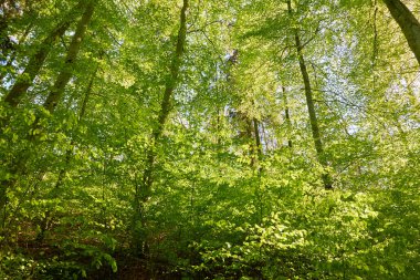 Yeşil kayın ormanının panoramik manzarası. Kudretli ağaçların arasından gün ışığı. İlkbahar, yazın başı. Çevresel koruma, ekoloji, saf doğa, eko-turizm. Idyllic manzara