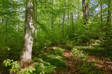 Yeşil kayın ormanının panoramik manzarası. Genç ve kudretli ağaç gövdelerinin arasından güneş ışığı. Çevre koruma, ekoloji, saf doğa, eko turizm. Idyllic manzara. İlkbahar, yazın başı