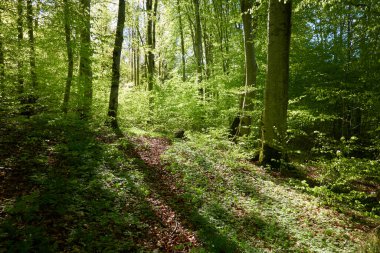 Yeşil kayın ormanının panoramik manzarası. Genç ve kudretli ağaç gövdelerinin arasından güneş ışığı. Çevre koruma, ekoloji, saf doğa, eko turizm. Idyllic manzara. İlkbahar, yazın başı