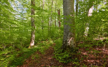 Yeşil kayın ormanının panoramik manzarası. Genç ve kudretli ağaç gövdelerinin arasından güneş ışığı. Çevre koruma, ekoloji, saf doğa, eko turizm. Idyllic manzara. İlkbahar, yazın başı