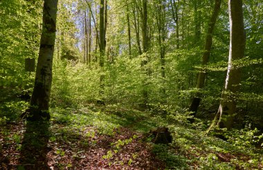 Yeşil kayın ormanının panoramik manzarası. Genç ve kudretli ağaç gövdelerinin arasından güneş ışığı. Çevre koruma, ekoloji, saf doğa, eko turizm. Idyllic manzara. İlkbahar, yazın başı