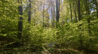Yeşil kayın ormanının panoramik manzarası. Genç ve kudretli ağaç gövdelerinin arasından güneş ışığı. Çevre koruma, ekoloji, saf doğa, eko turizm. Idyllic manzara. İlkbahar, yazın başı