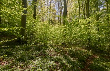 Yeşil kayın ormanının panoramik manzarası. Genç ve kudretli ağaç gövdelerinin arasından güneş ışığı. Çevre koruma, ekoloji, saf doğa, eko turizm. Idyllic manzara. İlkbahar, yazın başı