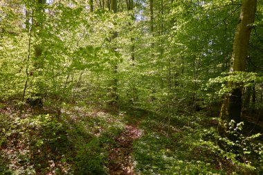 Yeşil kayın ormanının panoramik manzarası. Genç ve kudretli ağaç gövdelerinin arasından güneş ışığı. Çevre koruma, ekoloji, saf doğa, eko turizm. Idyllic manzara. İlkbahar, yazın başı