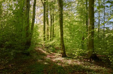 Yeşil kayın ormanının panoramik manzarası. Genç ve kudretli ağaç gövdelerinin arasından güneş ışığı. Çevre koruma, ekoloji, saf doğa, eko turizm. Idyllic manzara. İlkbahar, yazın başı