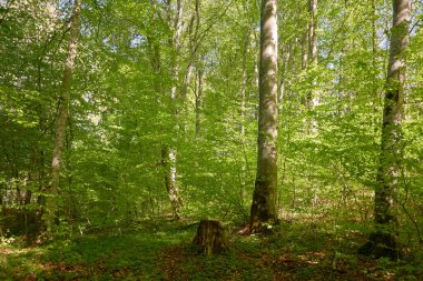 Yeşil kayın ormanının panoramik manzarası. Genç ve kudretli ağaç gövdelerinin arasından güneş ışığı. Çevre koruma, ekoloji, saf doğa, eko turizm. Idyllic manzara. İlkbahar, yazın başı