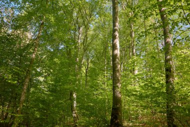 Yeşil kayın ormanının panoramik manzarası. Genç ve kudretli ağaç gövdelerinin arasından güneş ışığı. Çevre koruma, ekoloji, saf doğa, eko turizm. Idyllic manzara. İlkbahar, yazın başı