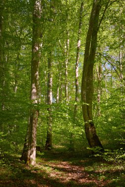 Yeşil kayın ormanının panoramik manzarası. Genç ve kudretli ağaç gövdelerinin arasından güneş ışığı. Çevre koruma, ekoloji, saf doğa, eko turizm. Idyllic manzara. İlkbahar, yazın başı