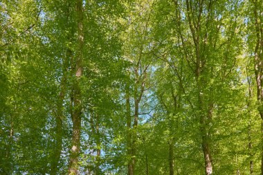Yeşil kayın ormanının panoramik manzarası. Kudretli ağaçların arasından gün ışığı. İlkbahar, yazın başı. Çevresel koruma, ekoloji, saf doğa, eko-turizm. Idyllic manzara