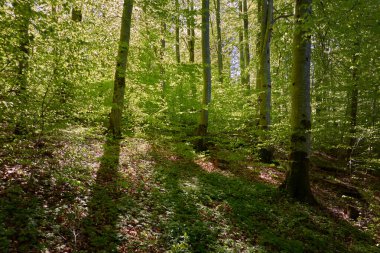 Yeşil kayın ormanının panoramik manzarası. Genç ve kudretli ağaç gövdelerinin arasından güneş ışığı. Çevre koruma, ekoloji, saf doğa, eko turizm. Idyllic manzara. İlkbahar, yazın başı