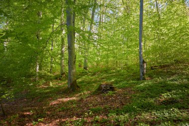 Yeşil kayın ormanının panoramik manzarası. Genç ve kudretli ağaç gövdelerinin arasından güneş ışığı. Çevre koruma, ekoloji, saf doğa, eko turizm. Idyllic manzara. İlkbahar, yazın başı