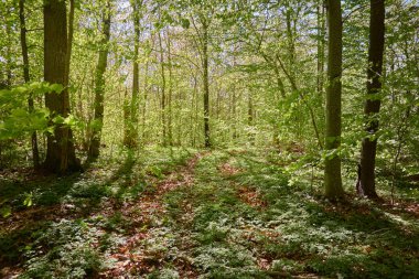 Yeşil kayın ormanının panoramik manzarası. Genç ve kudretli ağaç gövdelerinin arasından güneş ışığı. Çevre koruma, ekoloji, saf doğa, eko turizm. Idyllic manzara. İlkbahar, yazın başı