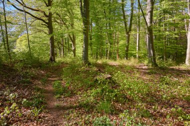 Yeşil kayın ormanının panoramik manzarası. Genç ve kudretli ağaç gövdelerinin arasından güneş ışığı. Çevre koruma, ekoloji, saf doğa, eko turizm. Idyllic manzara. İlkbahar, yazın başı