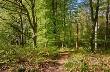 Yeşil kayın ormanının panoramik manzarası. Genç ve kudretli ağaç gövdelerinin arasından güneş ışığı. Çevre koruma, ekoloji, saf doğa, eko turizm. Idyllic manzara. İlkbahar, yazın başı