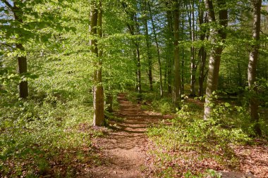 Yeşil kayın ormanının panoramik manzarası. Genç ve kudretli ağaç gövdelerinin arasından güneş ışığı. Çevre koruma, ekoloji, saf doğa, eko turizm. Idyllic manzara. İlkbahar, yazın başı