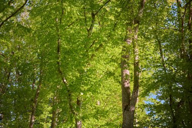 Yeşil kayın ormanının panoramik manzarası. Kudretli ağaçların arasından gün ışığı. İlkbahar, yazın başı. Çevresel koruma, ekoloji, saf doğa, eko-turizm. Idyllic manzara