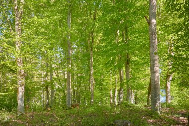 Yeşil kayın ormanının panoramik manzarası. Genç ve kudretli ağaç gövdelerinin arasından güneş ışığı. Çevre koruma, ekoloji, saf doğa, eko turizm. Idyllic manzara. İlkbahar, yazın başı