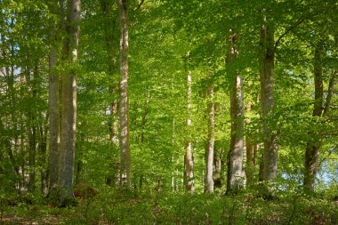 Yeşil kayın ormanının panoramik manzarası. Genç ve kudretli ağaç gövdelerinin arasından güneş ışığı. Çevre koruma, ekoloji, saf doğa, eko turizm. Idyllic manzara. İlkbahar, yazın başı