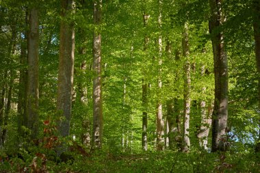 Yeşil kayın ormanının panoramik manzarası. Genç ve kudretli ağaç gövdelerinin arasından güneş ışığı. Çevre koruma, ekoloji, saf doğa, eko turizm. Idyllic manzara. İlkbahar, yazın başı