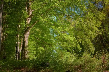 Yeşil kayın ormanının panoramik manzarası. Genç ve kudretli ağaç gövdelerinin arasından güneş ışığı. Çevre koruma, ekoloji, saf doğa, eko turizm. Idyllic manzara. İlkbahar, yazın başı