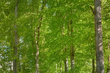 Yeşil kayın ormanının panoramik manzarası. Kudretli ağaçların arasından gün ışığı. İlkbahar, yazın başı. Çevresel koruma, ekoloji, saf doğa, eko-turizm. Idyllic manzara