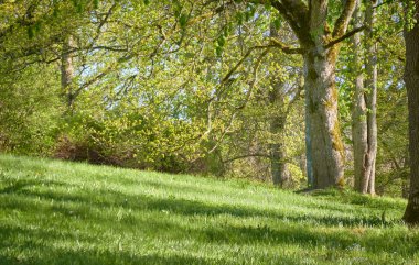 Güneşli bir günde yeşil yaprak döken orman parkının panoramik görüntüsü. Güçlü ağaçlar, bitkiler, çiçekler. Yumuşak güneş ışığı, güneş ışınları. Doğa, çevre koruma, ekoloji, eko-turizm, kuzey yürüyüşü, bisiklet