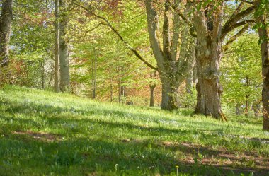Güneşli bir günde yeşil yaprak döken orman parkının panoramik görüntüsü. Güçlü ağaçlar, bitkiler, çiçekler. Yumuşak güneş ışığı, güneş ışınları. Doğa, çevre koruma, ekoloji, eko-turizm, kuzey yürüyüşü, bisiklet