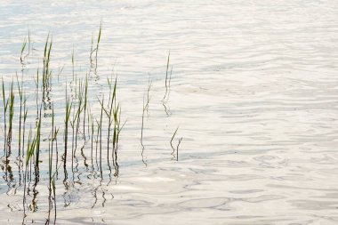 Kristal berrak suda parlayan bulutların yansımaları. Yeşil bitkiler. Soyut doğal doku, arka plan, grafik kaynaklar. Doğa, çevre teması. Huzur, saflık, meditasyon kavramları.