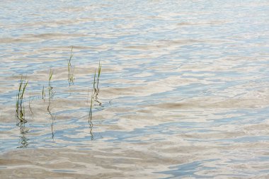 Kristal berrak suda parlayan bulutların yansımaları. Yeşil bitkiler. Soyut doğal doku, arka plan, grafik kaynaklar. Doğa, çevre teması. Huzur, saflık, meditasyon kavramları.
