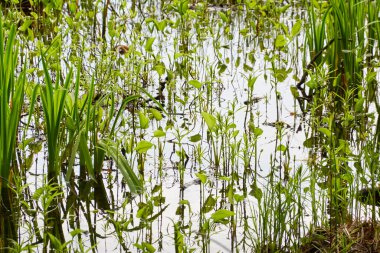 Kristal berrak su. Yeşil bitkiler, yapraklar, çimenler. Soyut doğal doku, arka plan, grafik kaynaklar. Doğa, çevre teması. Huzur, saflık, meditasyon kavramları.