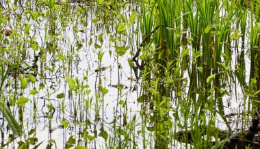 Kristal berrak su. Yeşil bitkiler, yapraklar, çimenler. Soyut doğal doku, arka plan, grafik kaynaklar. Doğa, çevre teması. Huzur, saflık, meditasyon kavramları.