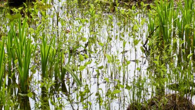 Kristal berrak su. Yeşil bitkiler, yapraklar, çimenler. Soyut doğal doku, arka plan, grafik kaynaklar. Doğa, çevre teması. Huzur, saflık, meditasyon kavramları.