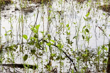 Kristal berrak su. Yeşil bitkiler, yapraklar, çimenler. Soyut doğal doku, arka plan, grafik kaynaklar. Doğa, çevre teması. Huzur, saflık, meditasyon kavramları.