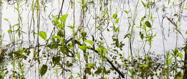 Kristal berrak su. Yeşil bitkiler, yapraklar, çimenler. Soyut doğal doku, arka plan, grafik kaynaklar. Doğa, çevre teması. Huzur, saflık, meditasyon kavramları.