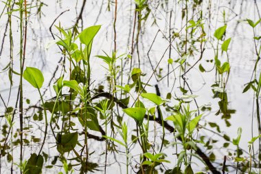 Kristal berrak su. Yeşil bitkiler, yapraklar, çimenler. Soyut doğal doku, arka plan, grafik kaynaklar. Doğa, çevre teması. Huzur, saflık, meditasyon kavramları.