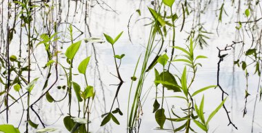 Kristal berrak su. Yeşil bitkiler, yapraklar, çimenler. Soyut doğal doku, arka plan, grafik kaynaklar. Doğa, çevre teması. Huzur, saflık, meditasyon kavramları.