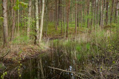 Yağmurdan sonra bataklık orman nehri. Yumuşak güneş ışığı. Ağaçlar, ağaç kütükleri, yeşil çimenler, bitkiler. İlkbahar, yazın başı. Çevre, ekoloji, ekosistemler, doğa, eko-turizm. Idyllic manzara