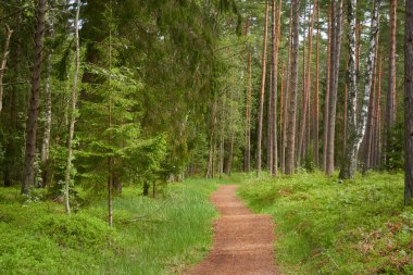 Görkemli bir yaprak döken yolda (patika) ve sonsuz bir çam orman parkında. Doğal tünel. Güçlü ağaçlar, bitkiler. Güneş ışığı, yumuşak güneş ışığı. Atmosferik rüya gibi bahar manzarası. Doğa, ekoloji