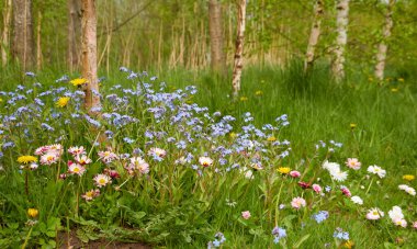 Şehir parkında çimenlik. Papatya (Bellis annua), karahindiba (Taraxacum), Myosotis çiçekleri, yeşil çimen. Yumuşak güneş ışığı. İlkbahar, yazın başı. Peyzaj tasarımı, bahçıvanlık