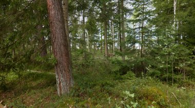 Görkemli Evergreen Ormanı. Güçlü çam ve çam ağaçları. Yumuşak güneş ışığı. Atmosferik manzara. Doğa, mevsimler, çevre, eko turizm