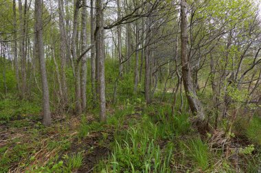 Yaprak döken orman parkı. Ağaçlar, bitkiler, yeşil yapraklar. Yumuşak güneş ışığı. Atmosferik manzara. Doğa, çevre koruma, ekoloji, eko turizm. İlkbahar, yazın başı